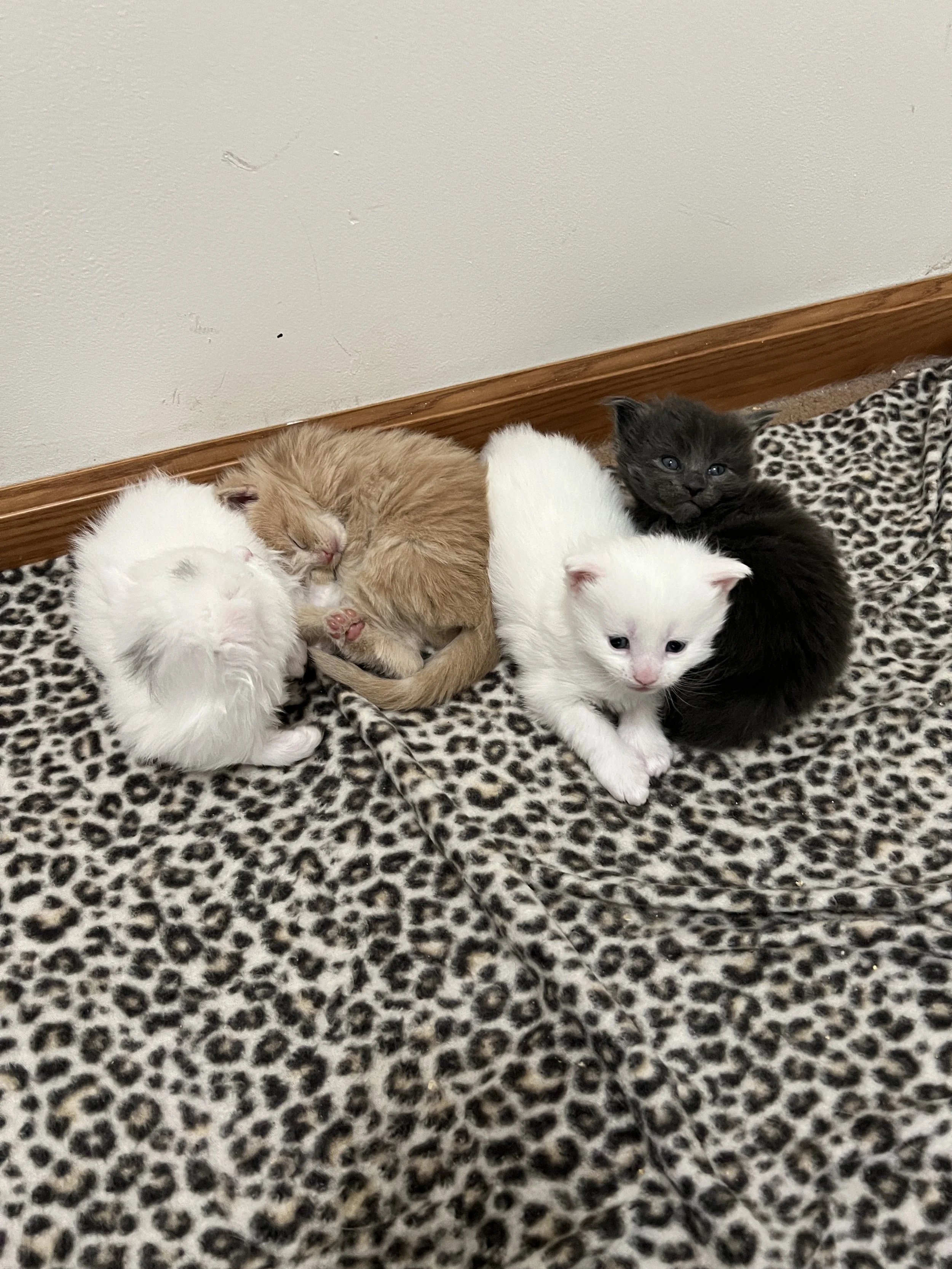 Four fluffy Maine Coon kittens with white, cream-orange, and dark gray coats cuddling together on a leopard-print blanket, with two kittens sleeping and a white kitten sitting upright.