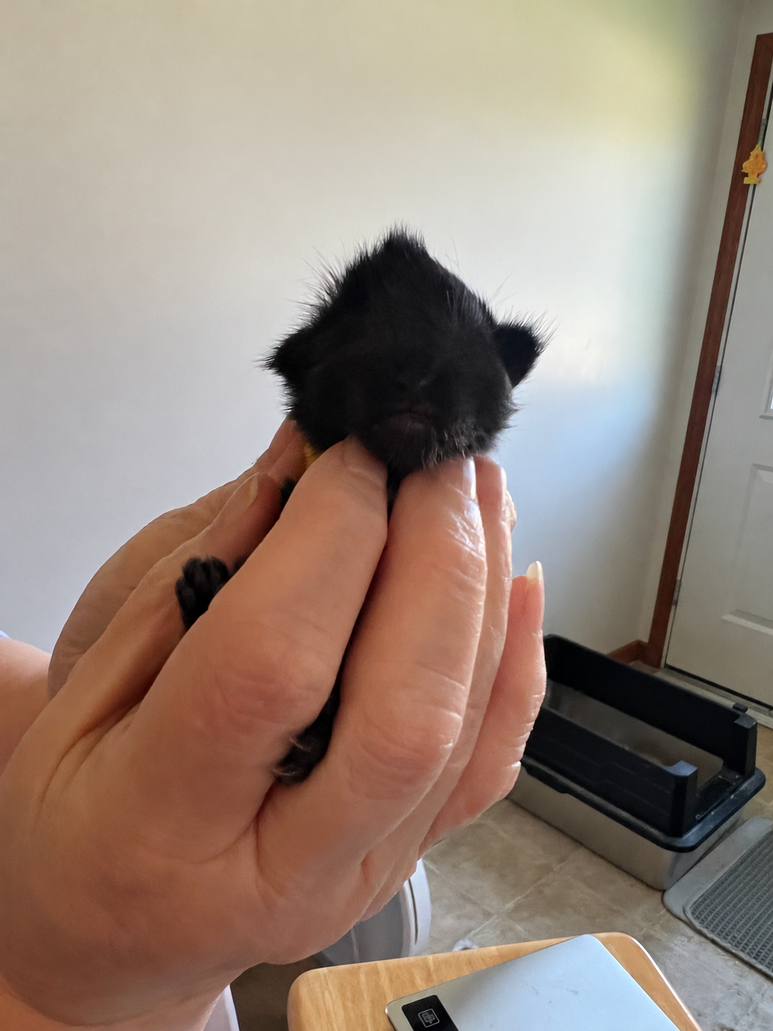 Tiny newborn black Maine Coon kitten with closed eyes and damp, spiky fur, gently supported in a person's hands.