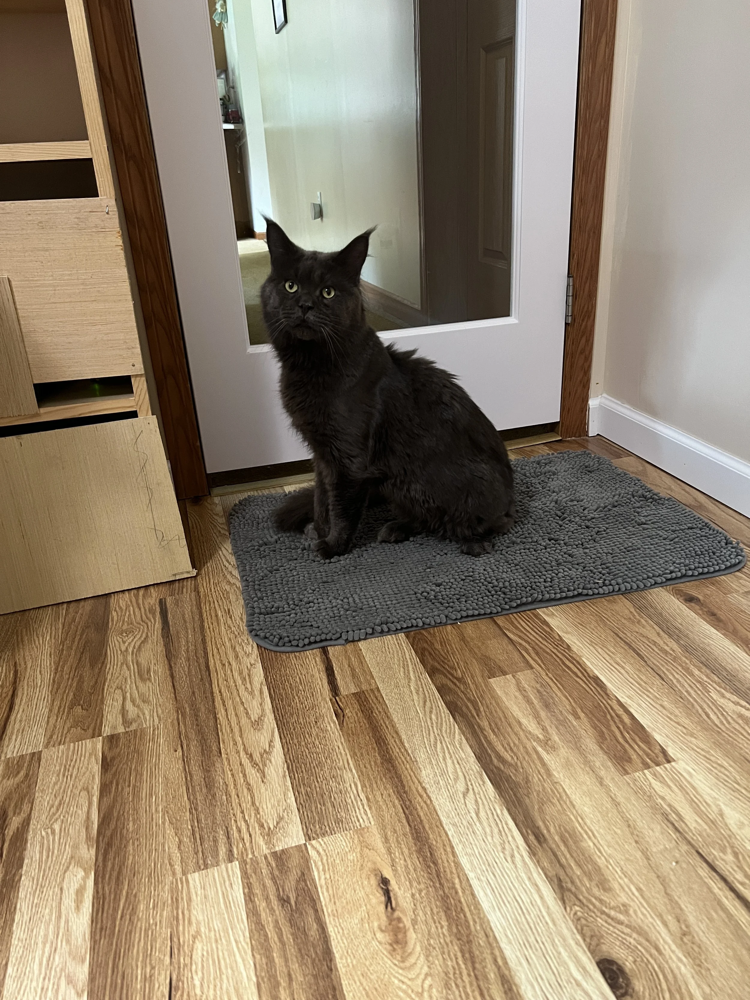 Eragon, a solid blue Maine Coon with dark smoky gray fur, tufted ears, and yellow-green eyes, sitting on a gray rug in front of a glass-paneled door.