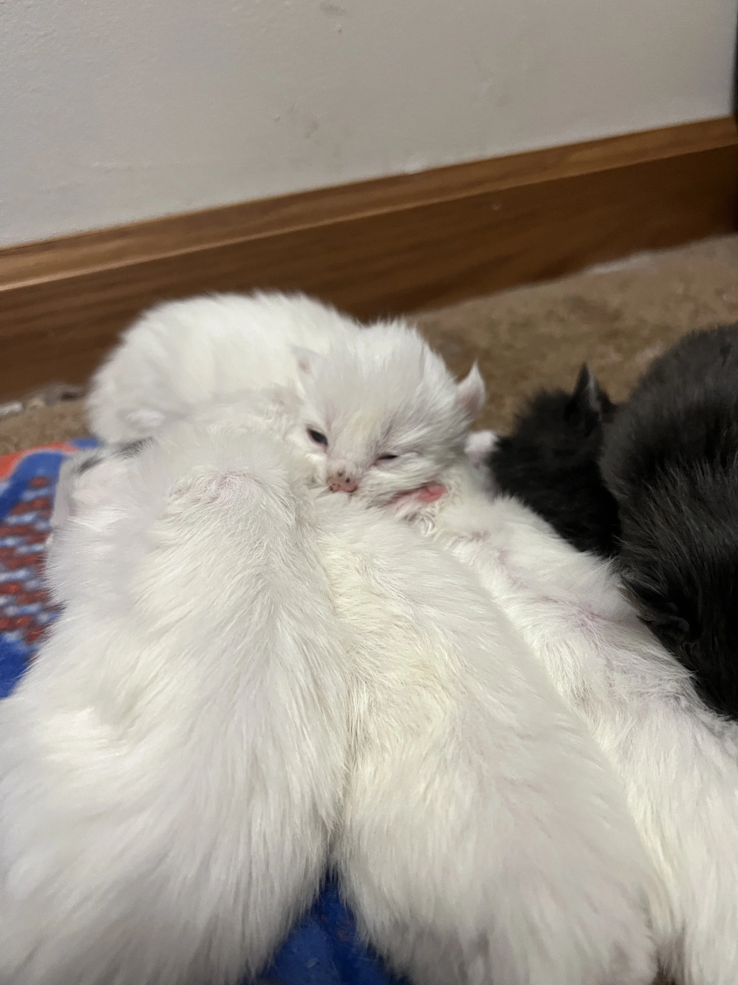 Four fluffy white and two blue gray newborn Maine Coon kittens curled together on a colorful blanket, with one kitten resting its chin on the others with his eyes cracked open.