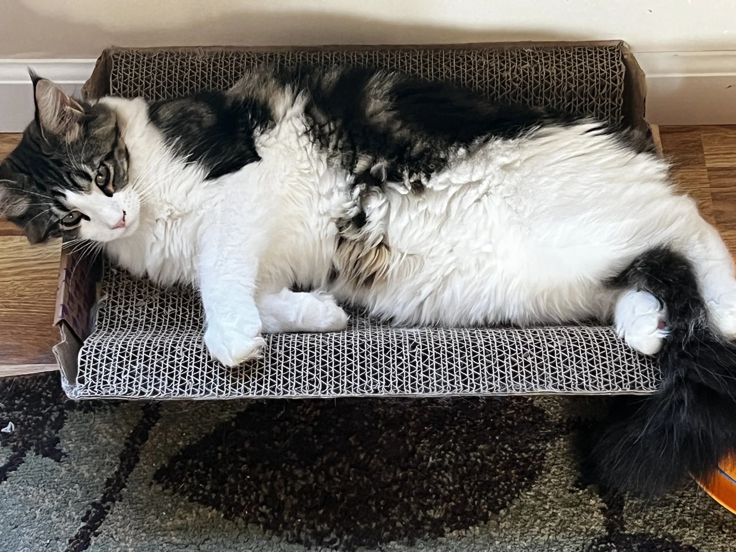 Miss G, Fluffy dark tabby and white Maine Coon kitten stretched out on a cardboard scratching lounge, showing her long fur and bushy tail.