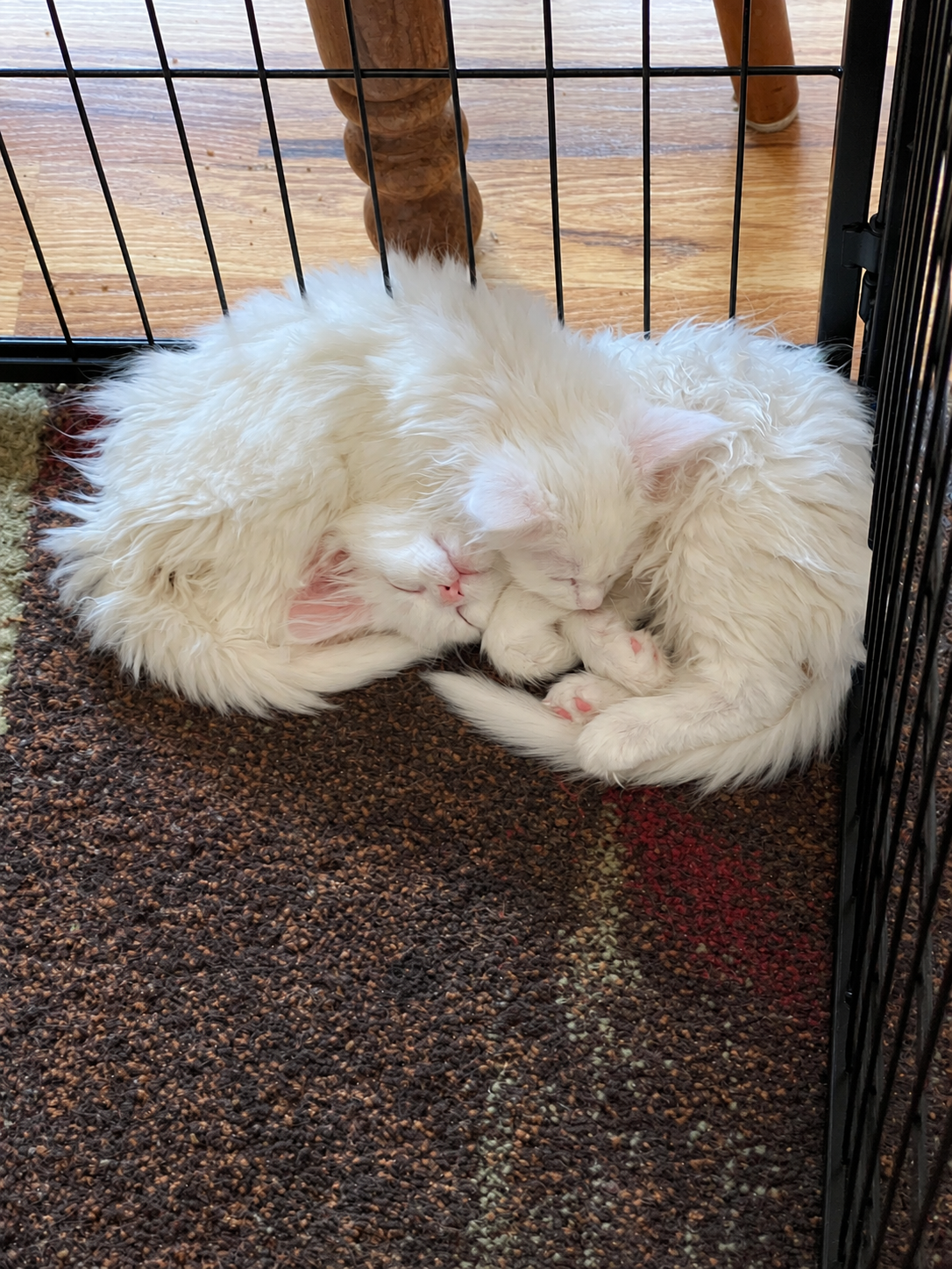 Two fluffy white Maine Coon kittens curled tightly together asleep on a dark rug inside a playpen, their faces nestled against each other.