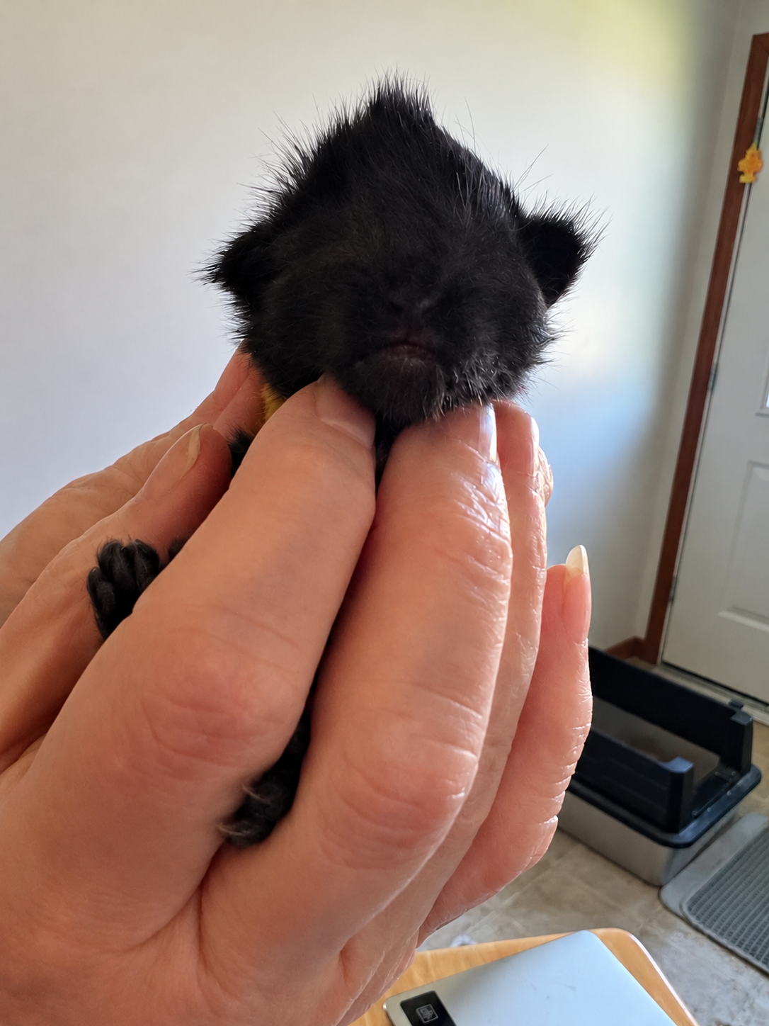 Tiny newborn black Maine Coon kitten with closed eyes and damp, spiky fur, gently supported in a person's hands.