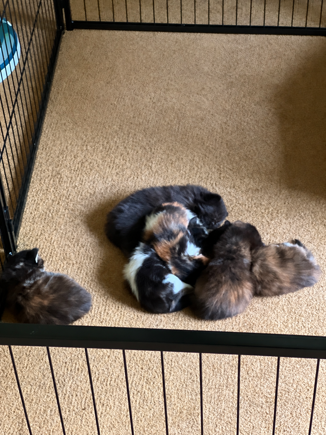 Several young Maine Coon kittens with black, tortoiseshell, white, calico, and red markings curled together on a beige carpet inside a playpen.