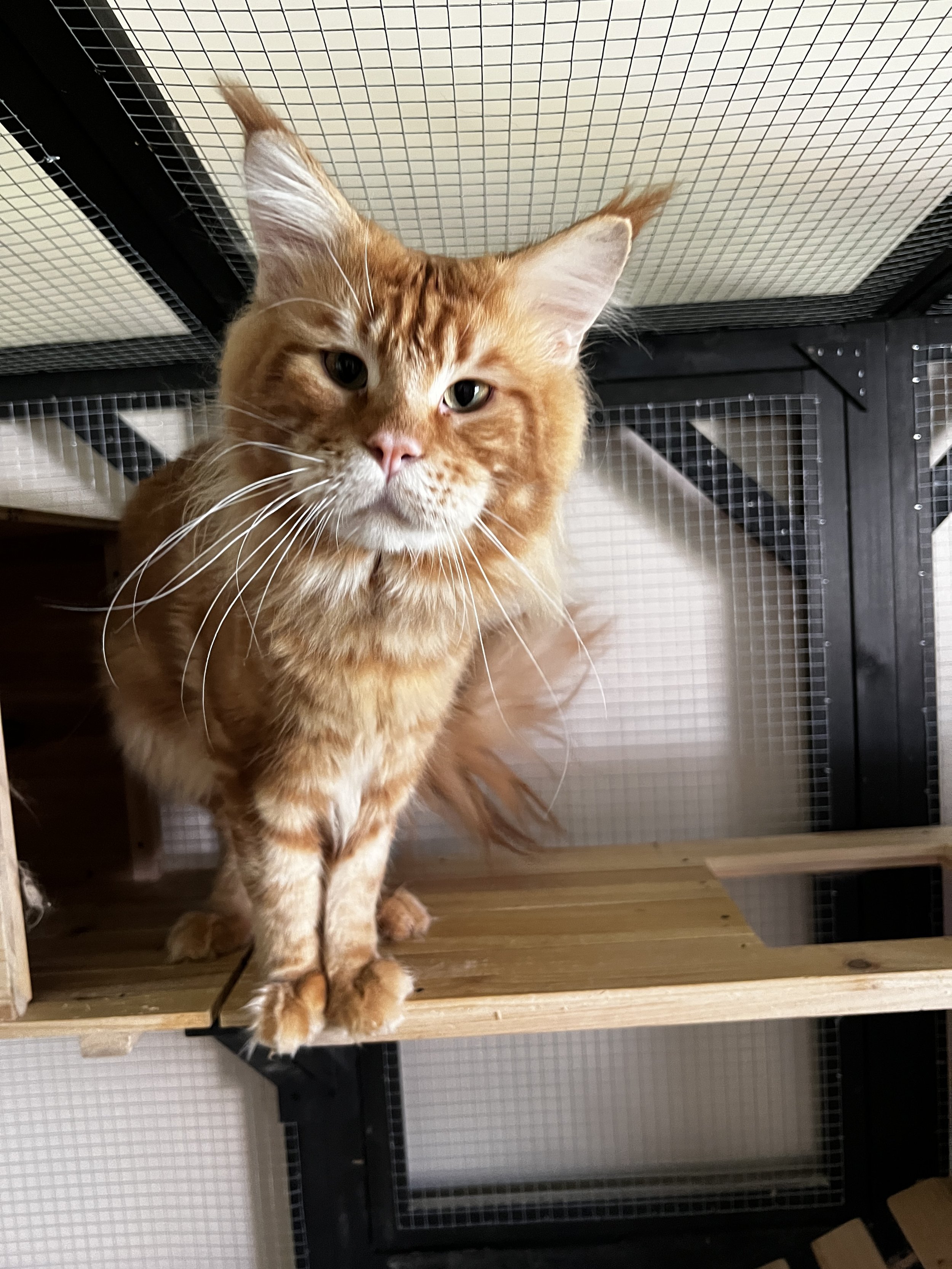 Eddie, a red tabby Maine Coon, standing on a wooden wall shelf.