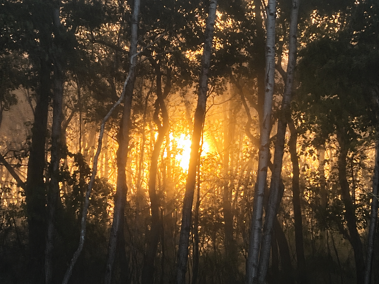 Golden morning sunlight shining through a wooded landscape, illuminating the mist between the trees as the sun rises.