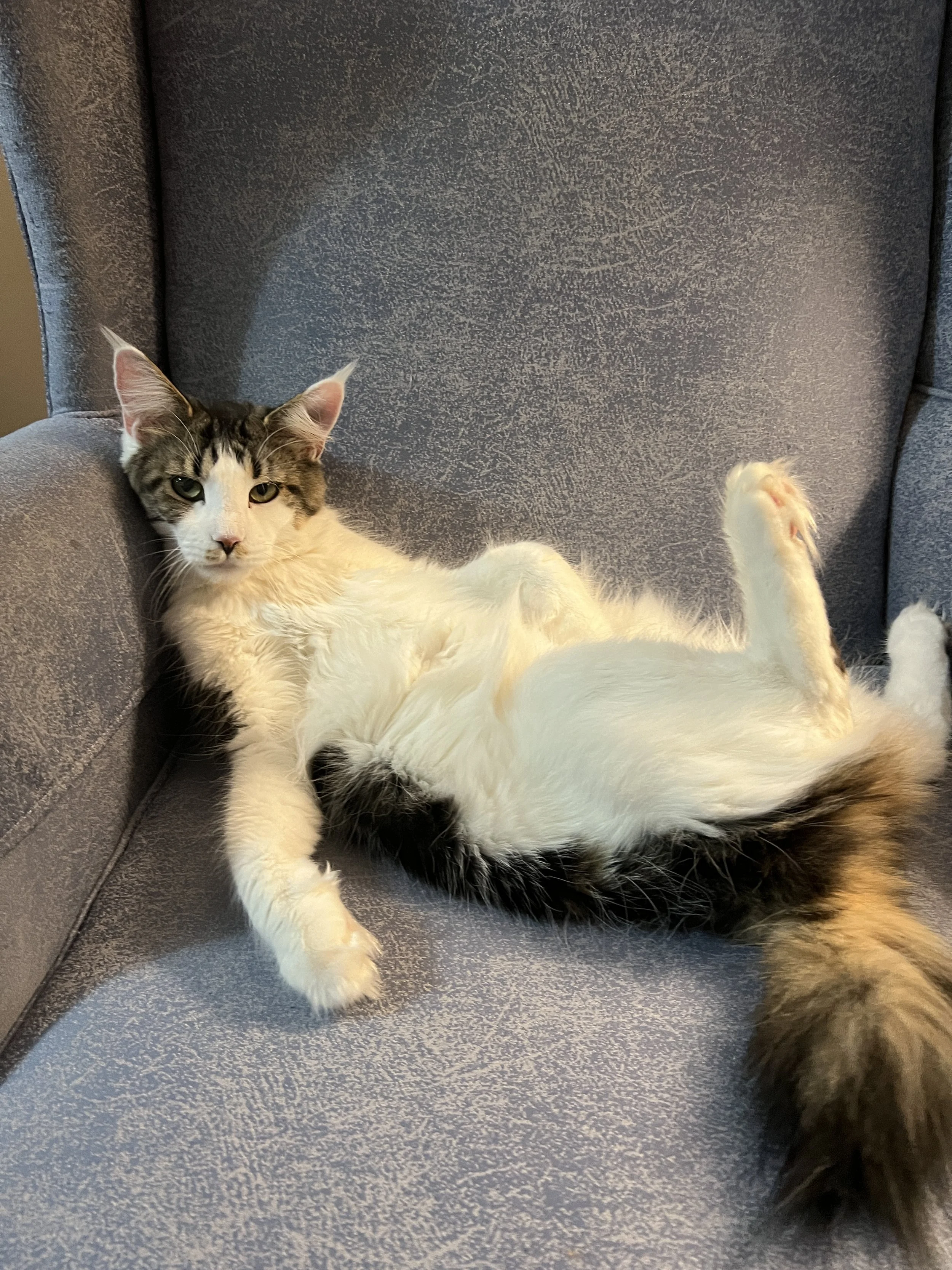 A younger Molly, dark brown tabby and white Maine Coon, lounging belly-up in a gray upholstered chair with one hind leg raised.