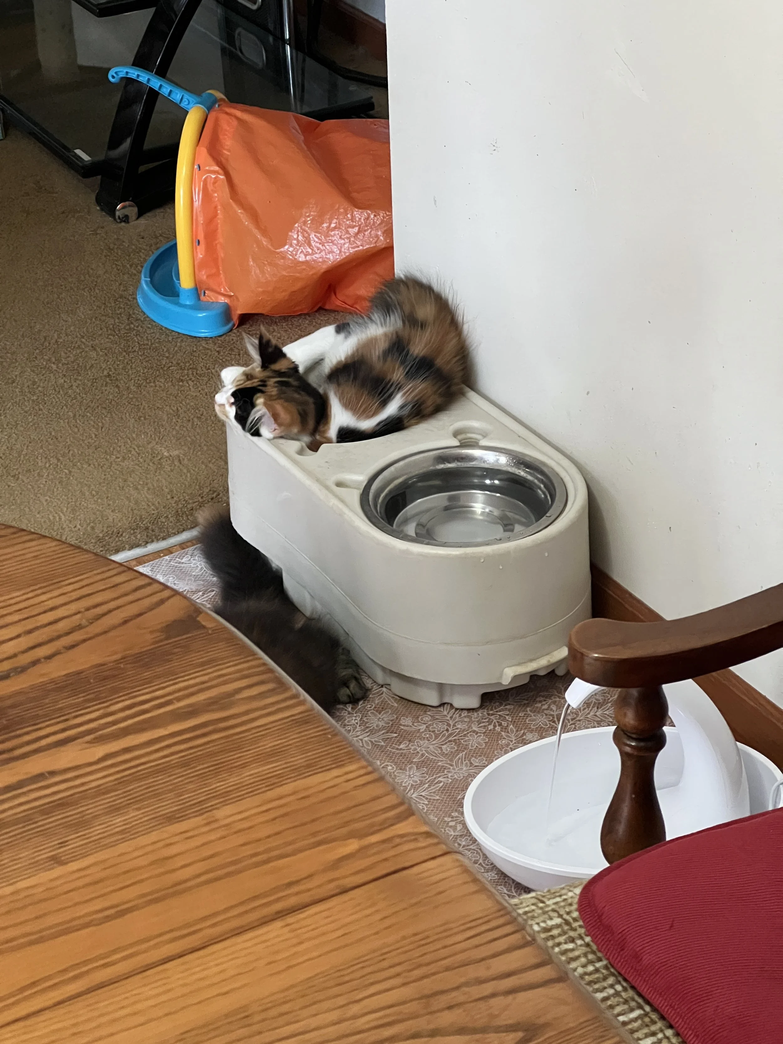 Calico Maine Coon kitten with patches of orange, black, and white fur curled up inside an empty dog food dish.