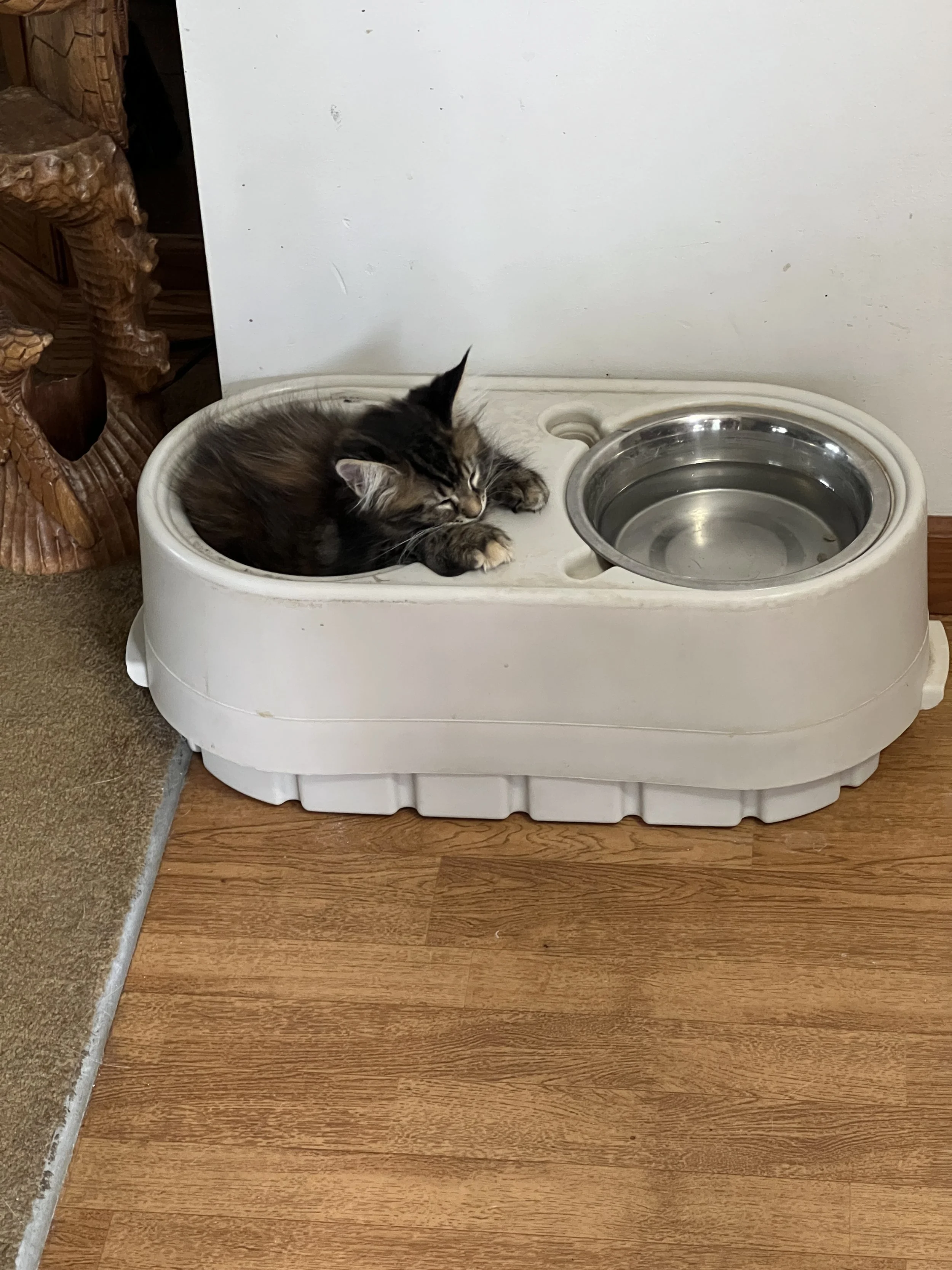 Tiny brown tabby Maine Coon kitten with dark stripes and fluffy fur curled up asleep in the empty food bowl beside a stainless steel water bowl.