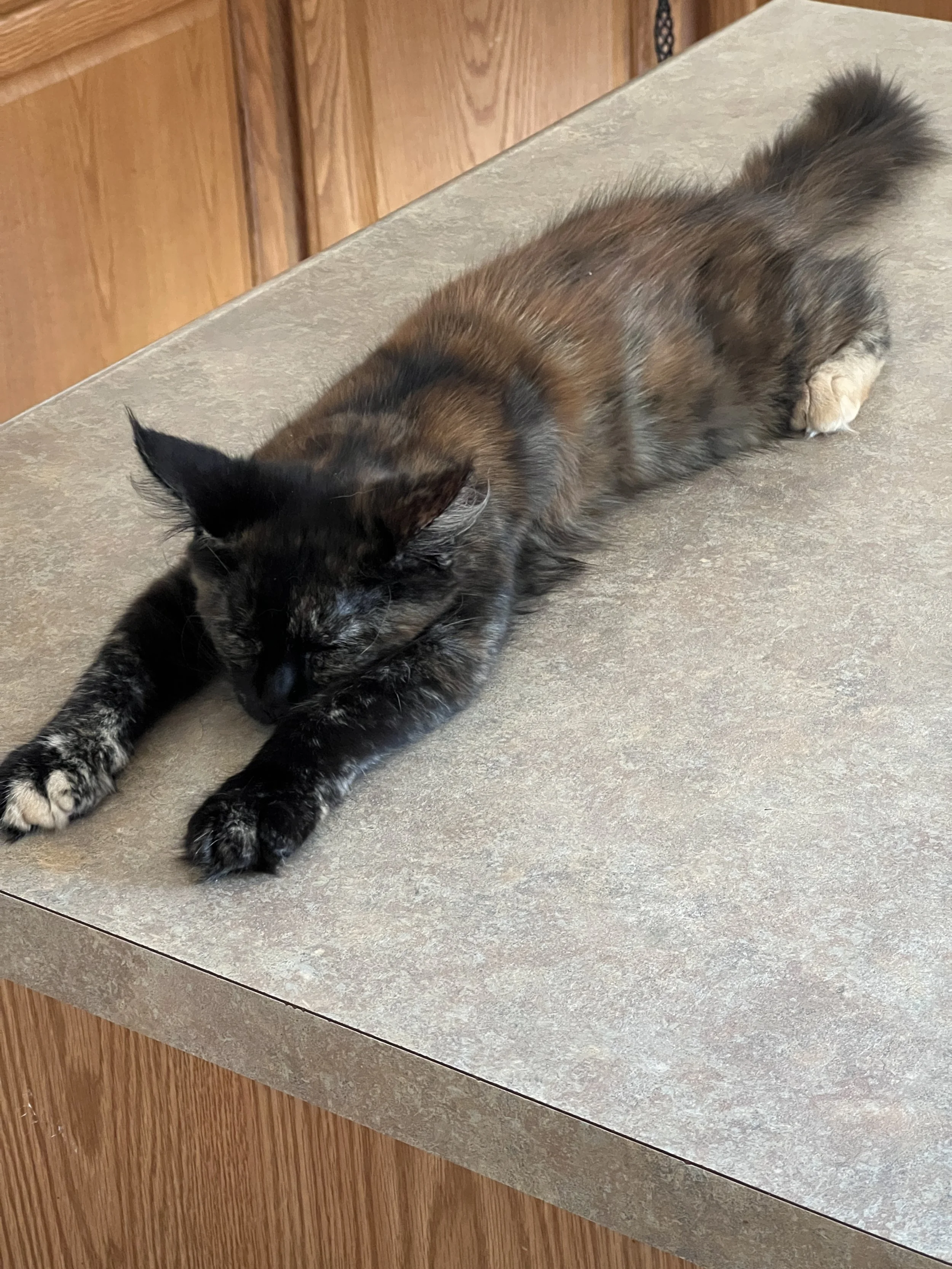 Fluffy tortoiseshell Maine Coon kitten with mottled black, brown, and orange fur stretching out on a kitchen counter, with her front paws extended and eyes closed.
