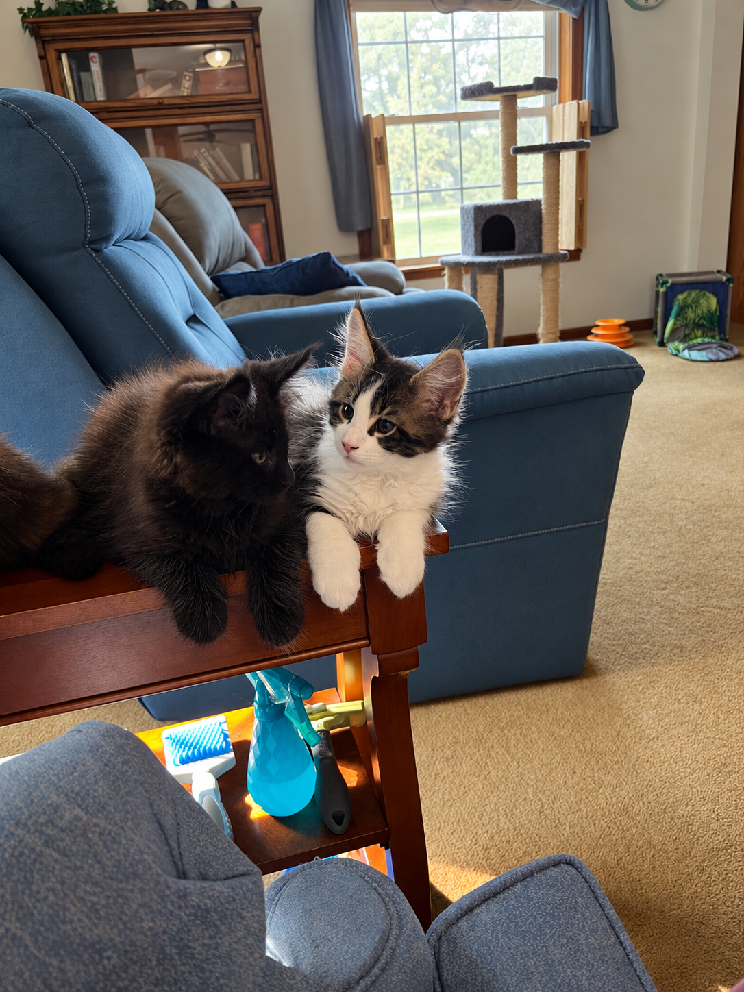 A fluffy black Maine Coon kitten and a tabby-and-white Maine Coon kitten sitting together on the wooden arm of a chair, with their paws hanging over the edge.