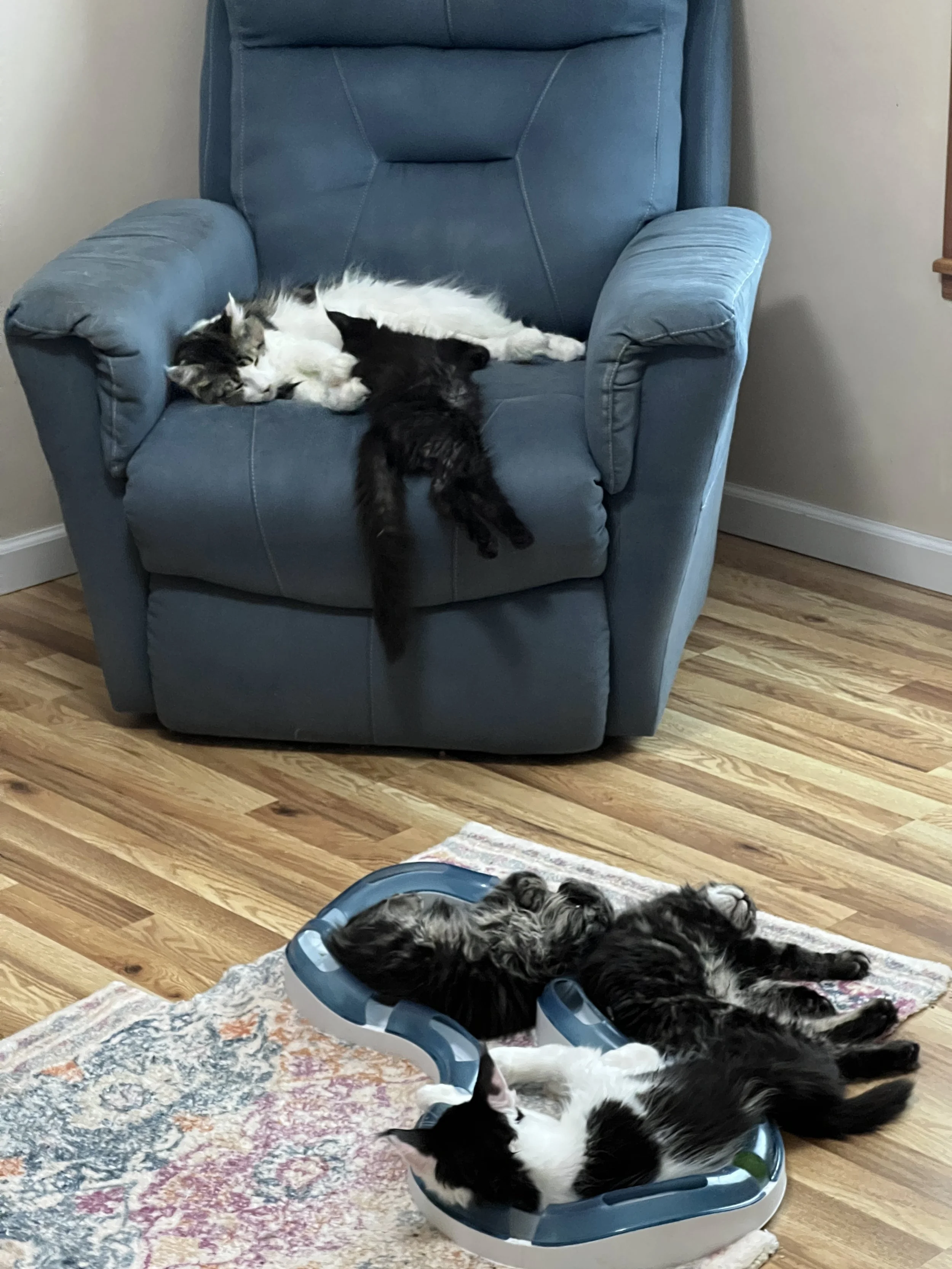 Molly, a dark brown tabby and white Maine Coon, sleeping on a blue recliner with a black kitten, while several other kittens lounge together in a toy track on the floor.