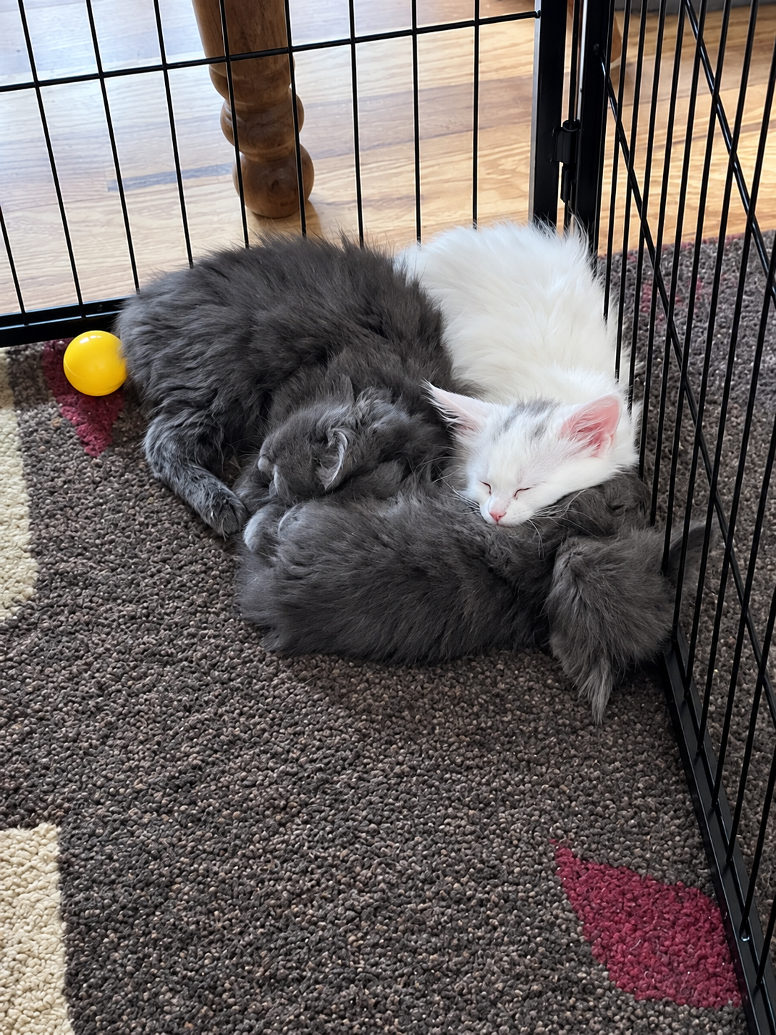 Two fluffy Maine Coon kittens with smoky gray coast and one white kitten with a black mark on its head, curled together asleep on a dark rug inside a playpen.