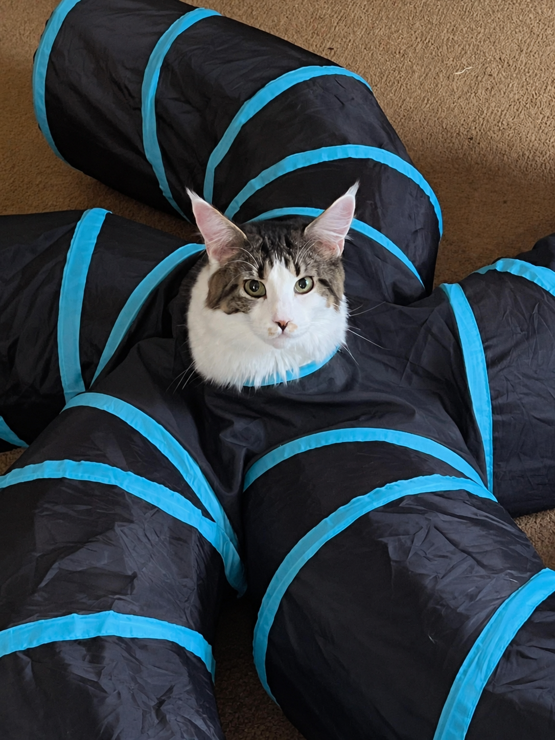 Molly, a brown tabby and white Maine Coon with green eyes and a fluffy white chest, peeking out of a black cat play tunnel with bright blue trim.