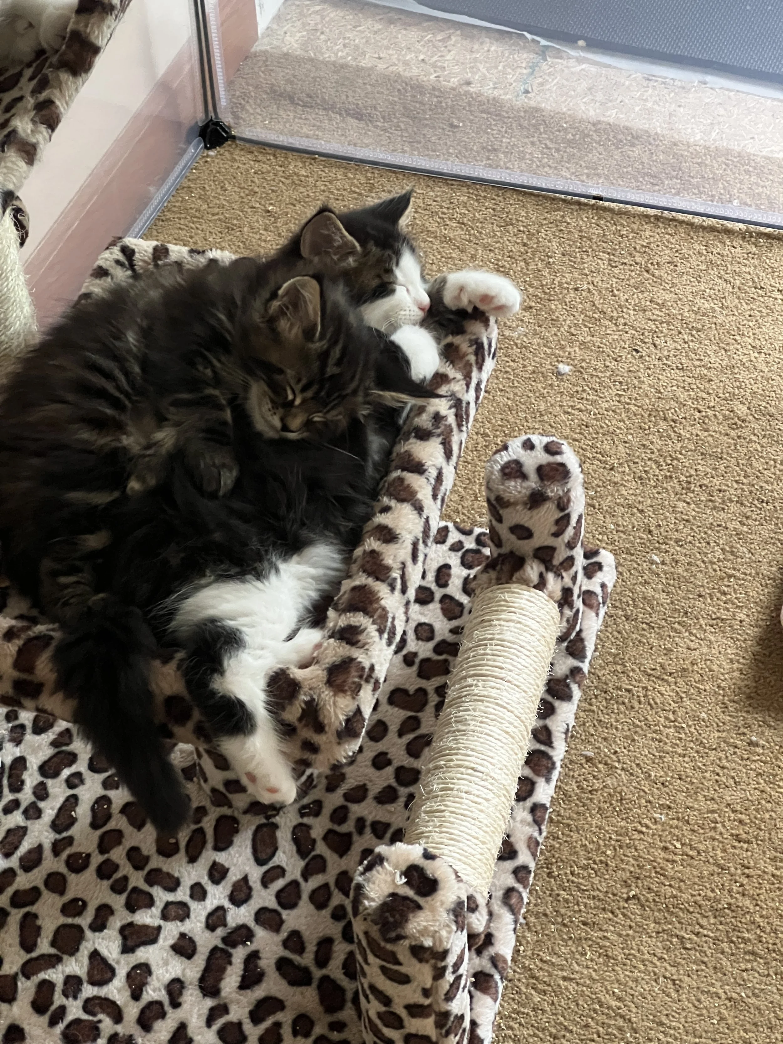 Two fluffy Maine Coon kittens with dark tabby, black, and white fur curled together on a leopard-print cardboard scratching lounge.