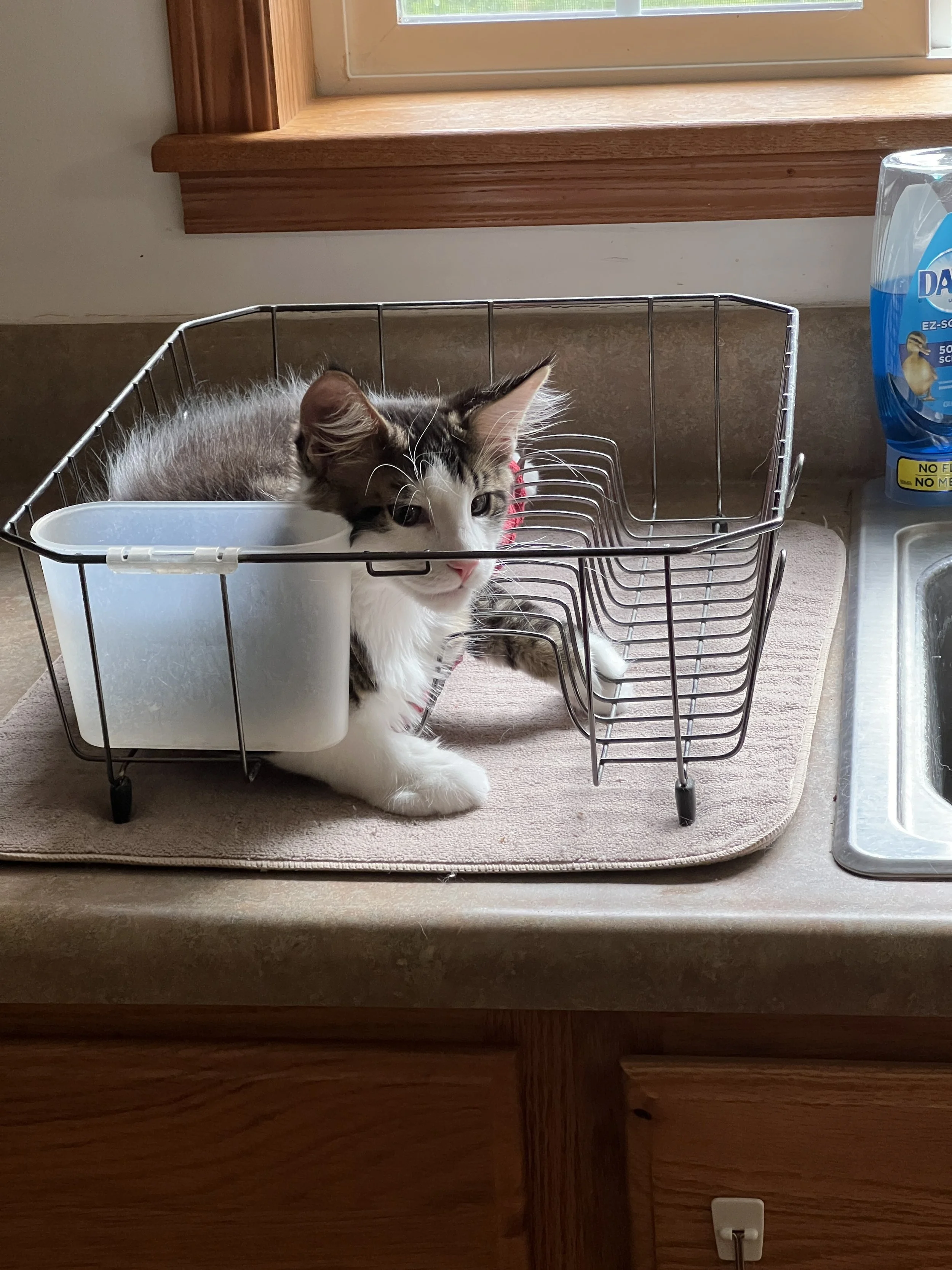 Young brown tabby and white Maine Coon kitten with dark striped markings and a pink nose sitting inside a metal dish-drying rack beside the kitchen sink.