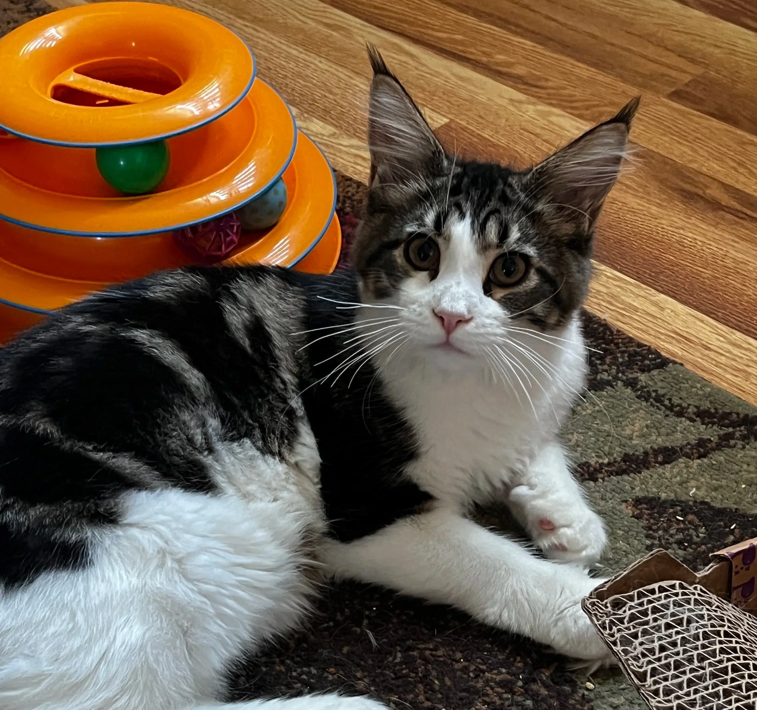 Miss G, a dark tabby and white Maine Coon kitten with large tufted ears and a pink nose, relaxing beside an orange ball-track toy.