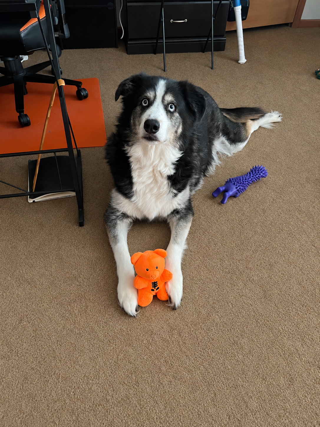 Phoenix, a large black, gray, and white dog with bright blue eyes and a fluffy white chest, lying on beige carpet with an orange stuffed bear between his front paws.