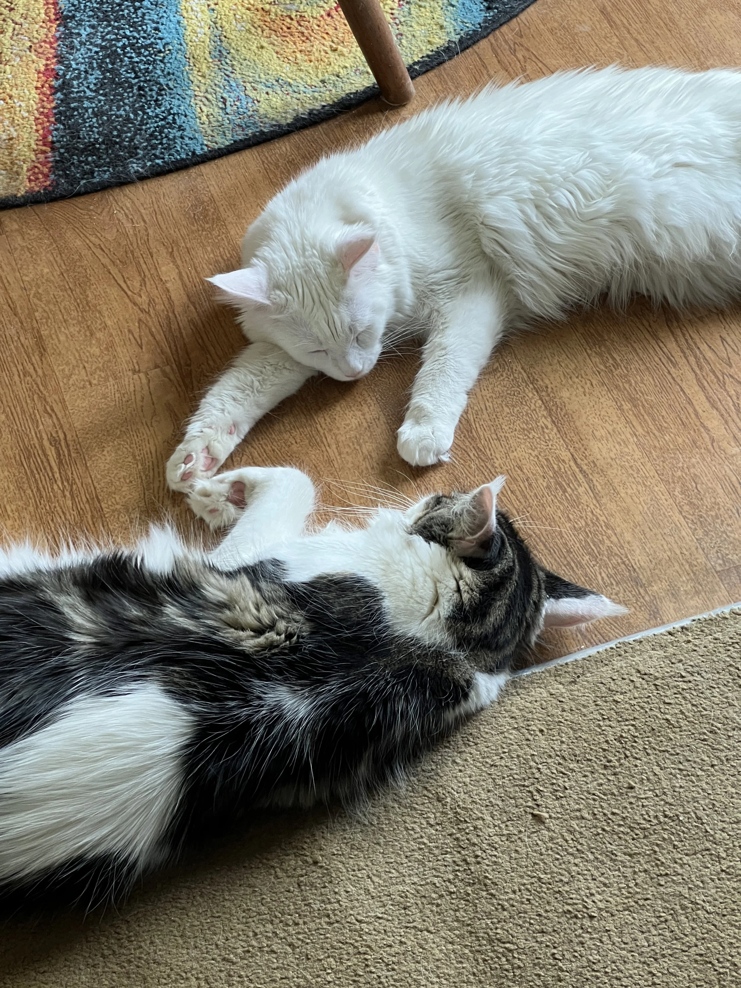 Elsa, a white Maine Coon, and Molly, a dark brown tabby and white Maine Coon, lying on a wood floor and gently touching paws.