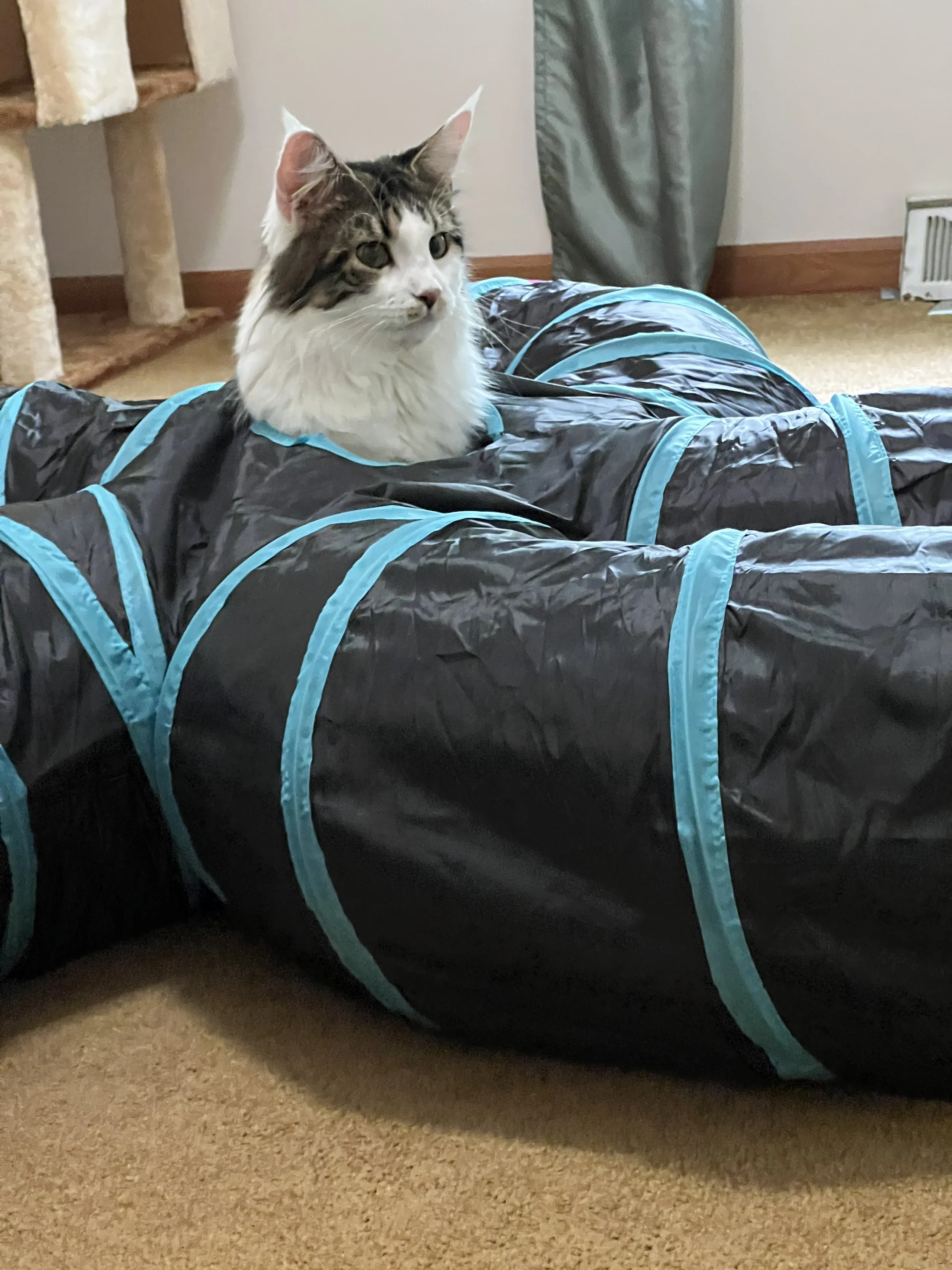 Molly, a dark brown tabby and white Maine Coon with dark striped markings and a fluffy white chest, peeking out of a black play tunnel with bright blue trim.