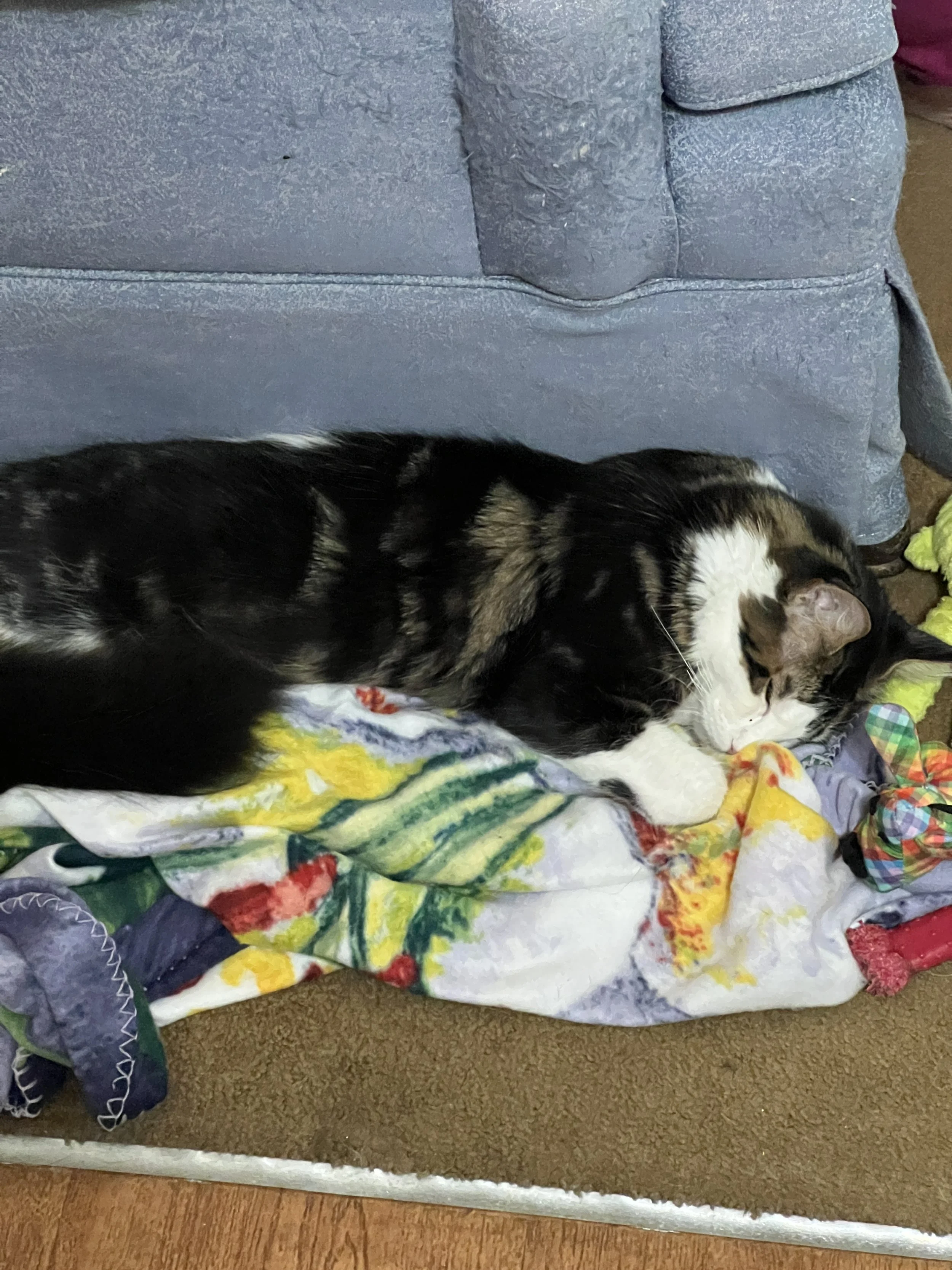 Ali, dark tabby and white Maine Coon kitten curled up asleep on a colorful blanket beside a gray upholstered chair.