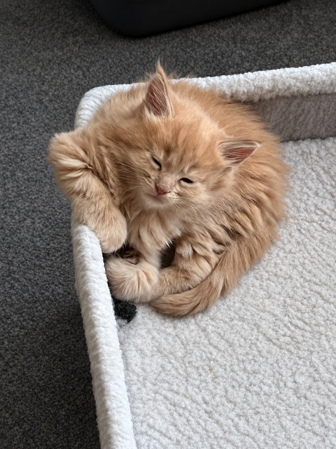 Fluffy cream-colored Maine Coon kitten curled up sleepily in a soft white cat bed, with one paw resting beside its face.