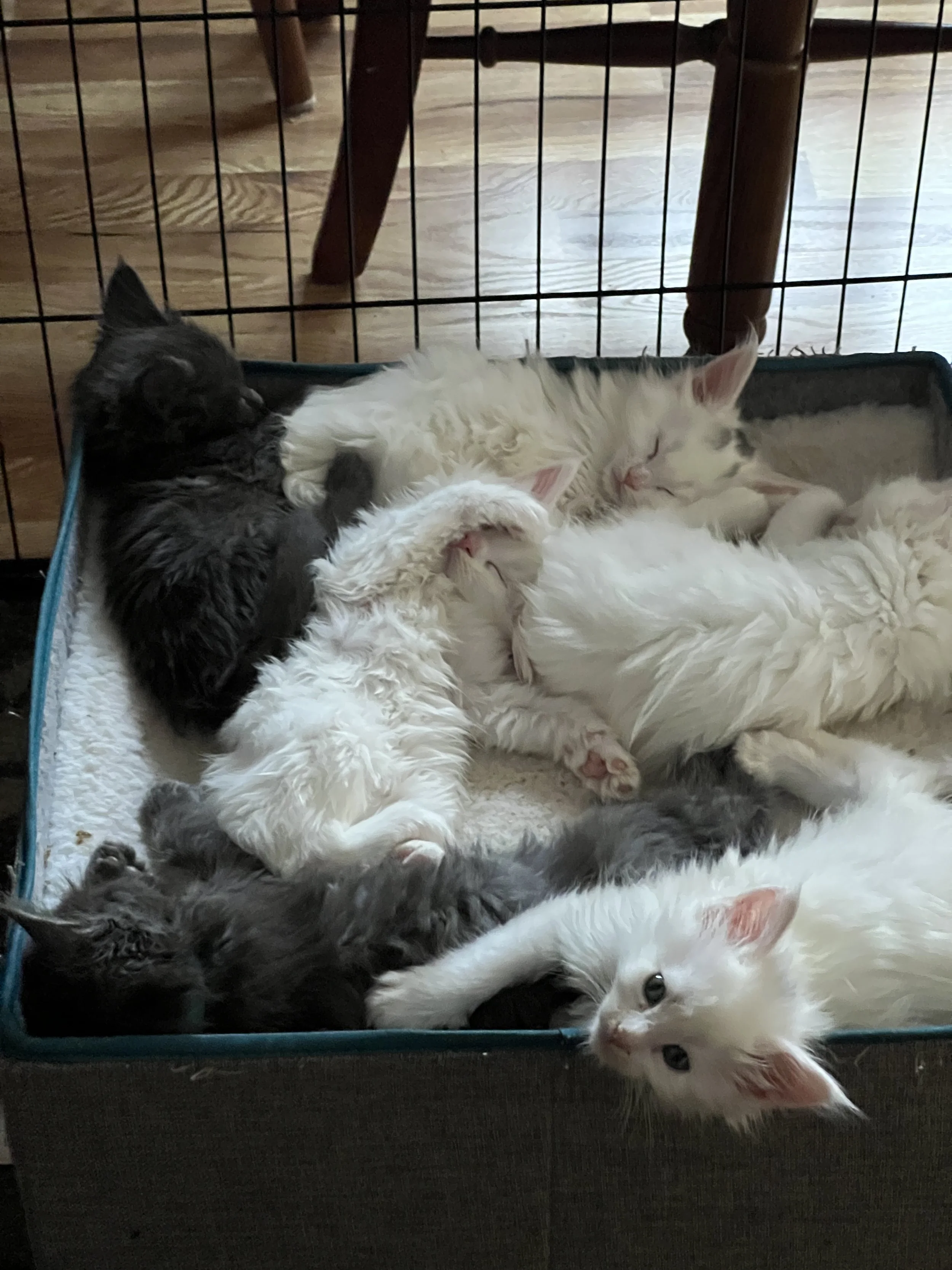 A litter of fluffy white and gray Maine Coon kittens sprawled together in a soft rectangular pet bed, sleeping and cuddling with their paws overlapping.