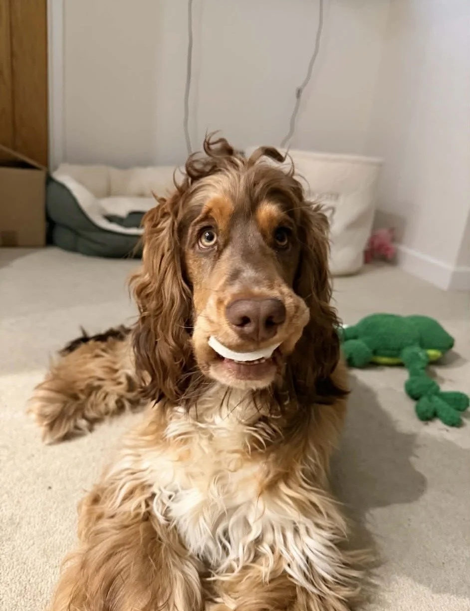 A brown and tan Cocker Spaniel dog sitting on a carpeted floor with a white dental chew in its mouth, looking at the camera, with a green plush toy and dog bed in the background.