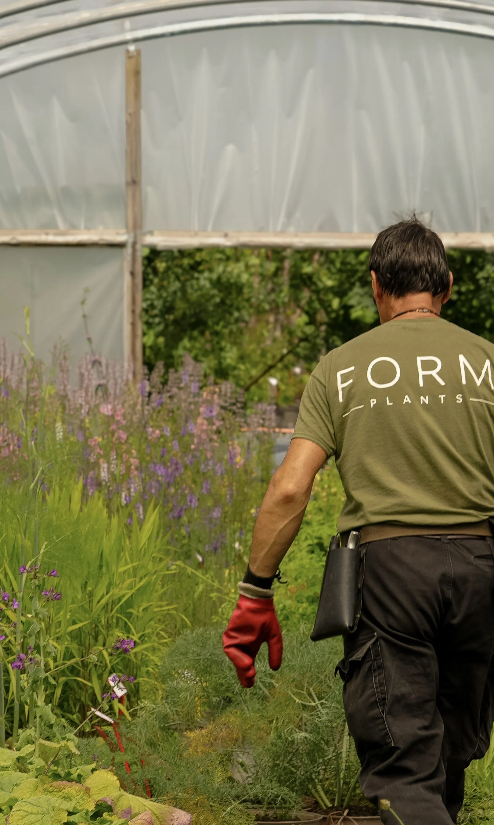 Form Plants nursery team member walking through a polytunnel of perennials and grasses