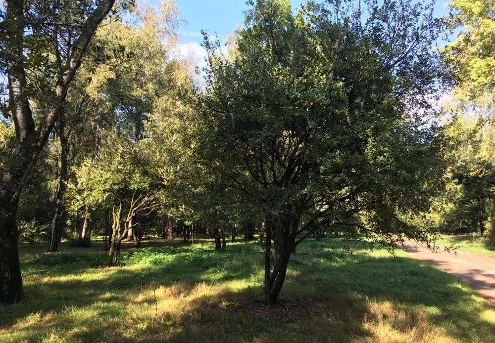 Multi-stem Osmanthus heterophyllus (holly olive) in a parkland setting