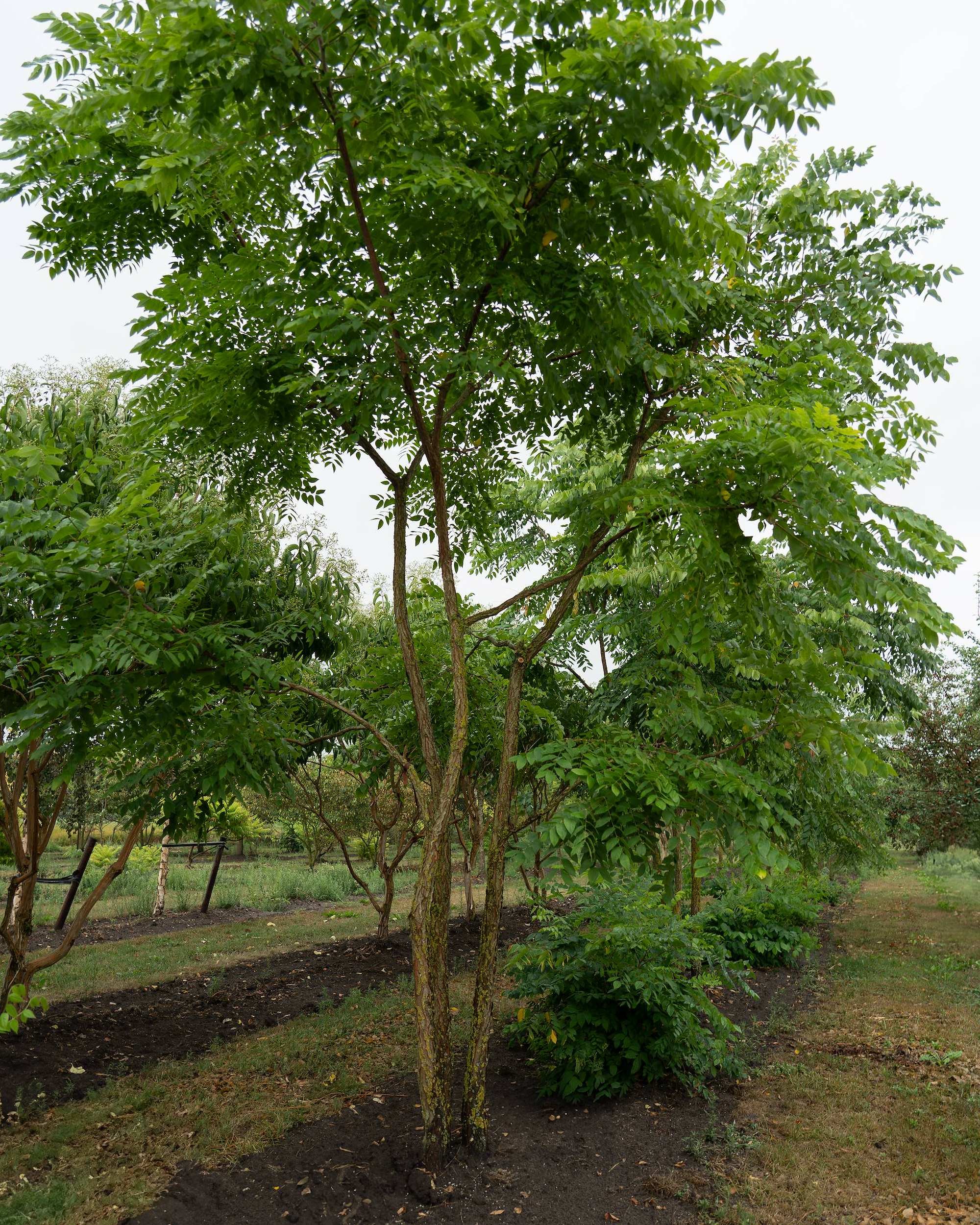 Gymnocladus dioica Multi-stem at the Form Plants nursery