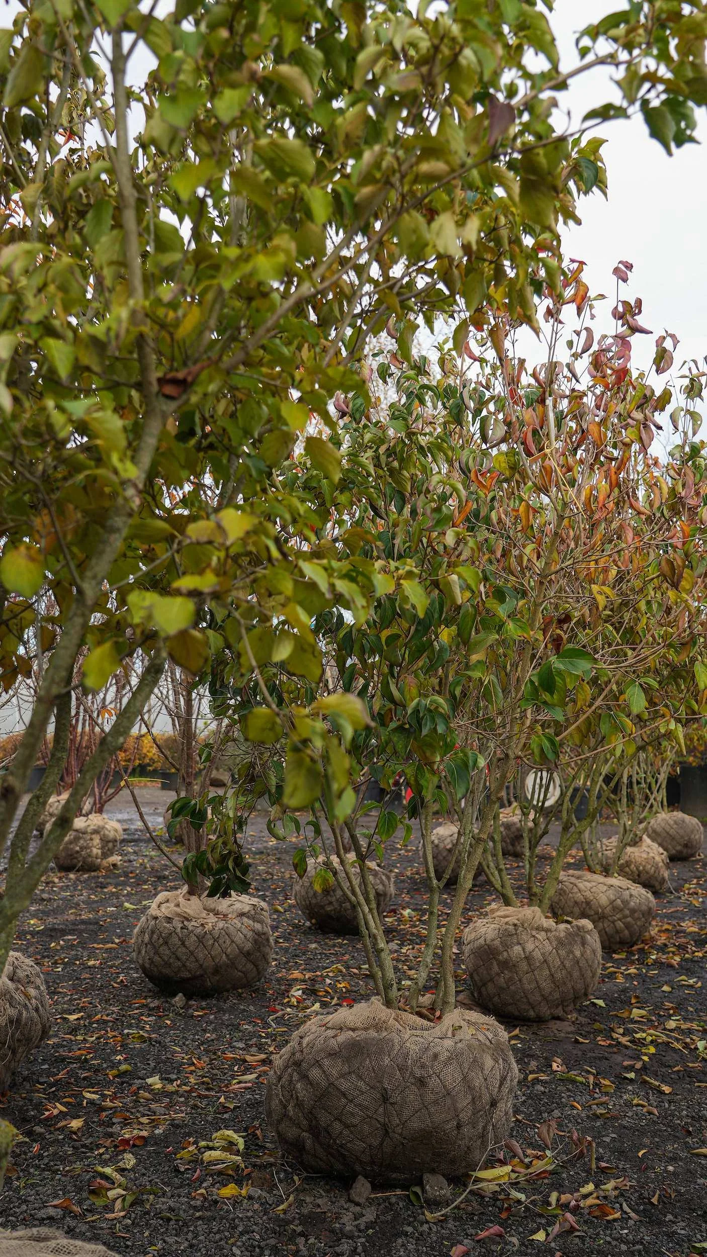 Cornus kousa var. chinensis Multi-stem Tree at the Form Plants nursery