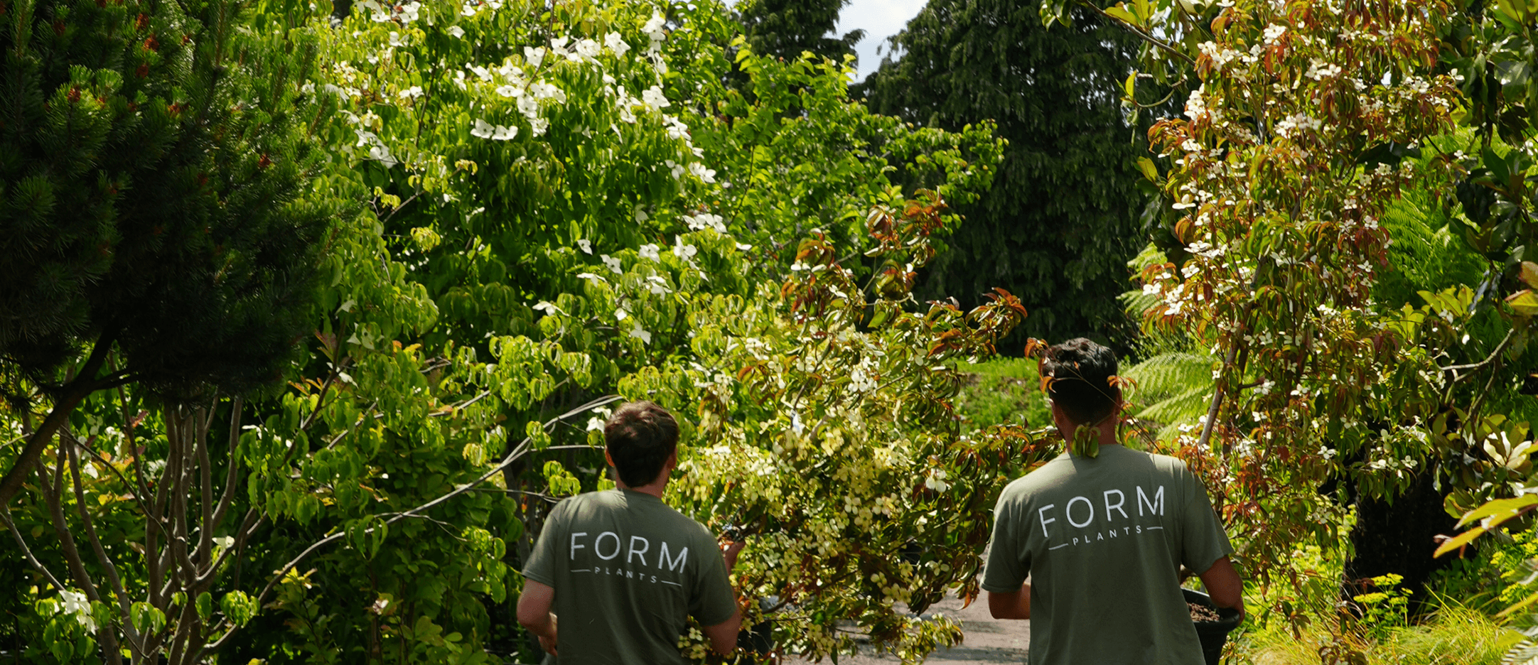 Hand-selected specimen trees at Form Plants