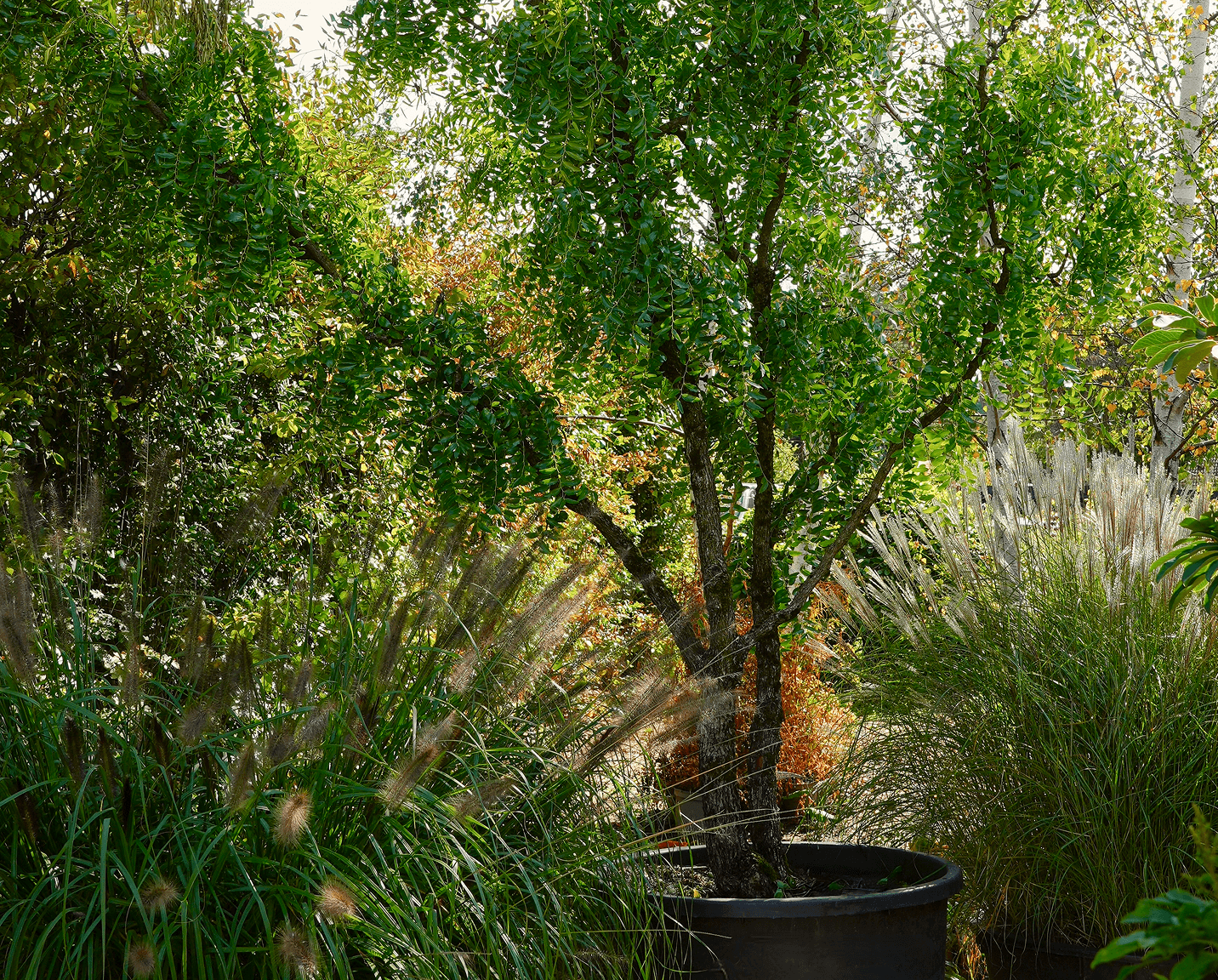 Specimen trees, topiary and shrubs grown at Form Plants