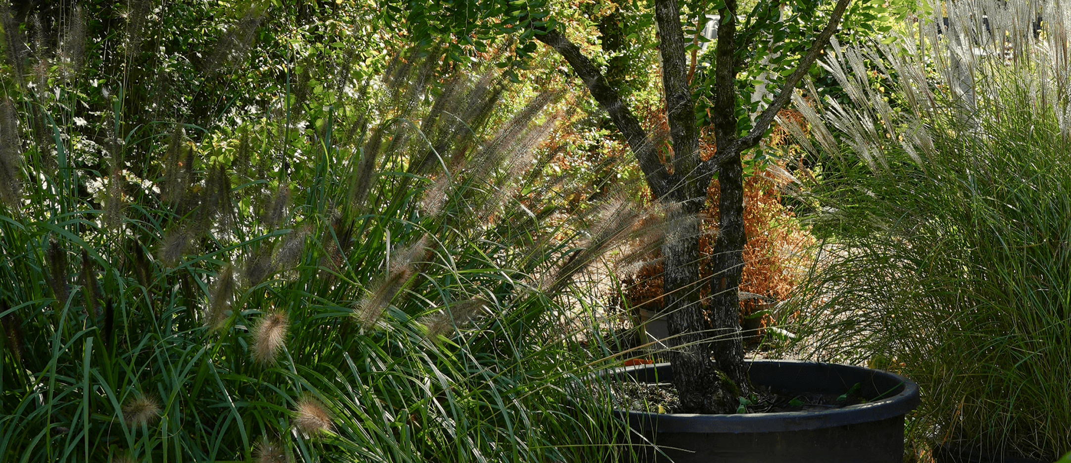 Ornamental grasses and specimen plants at the Form Plants nursery in Surrey