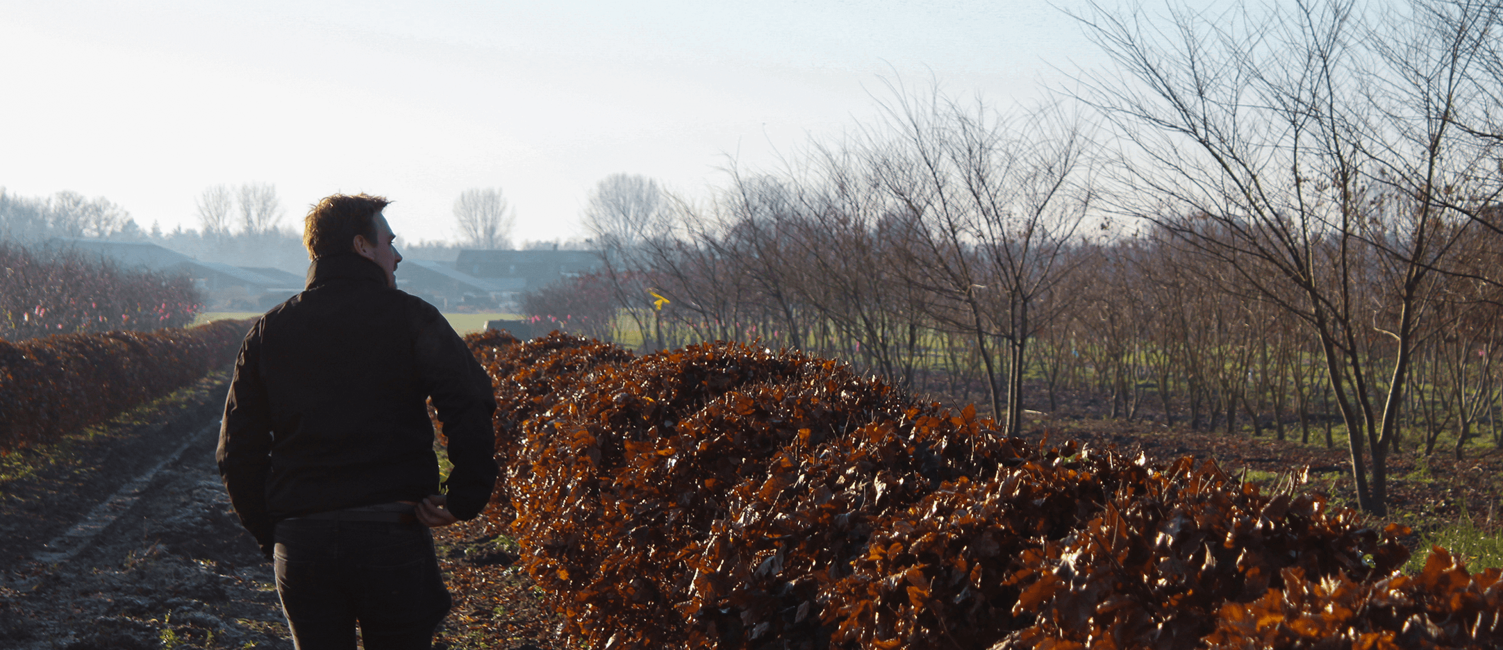 Trees growing in the field before arriving at Form Plants