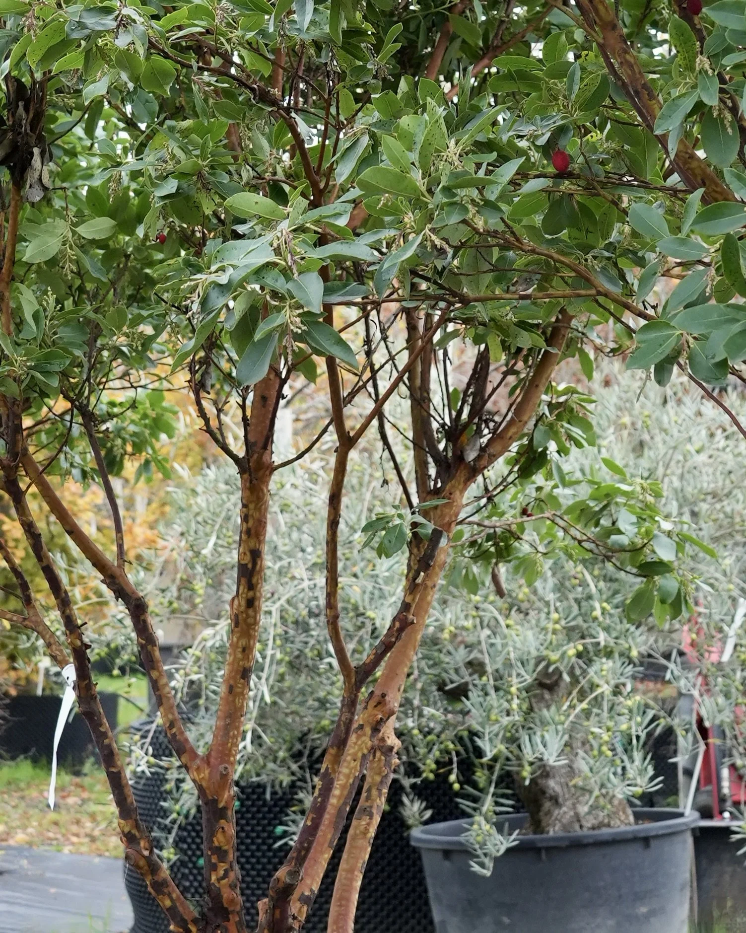Exclusive access to new specimens at Form Plants