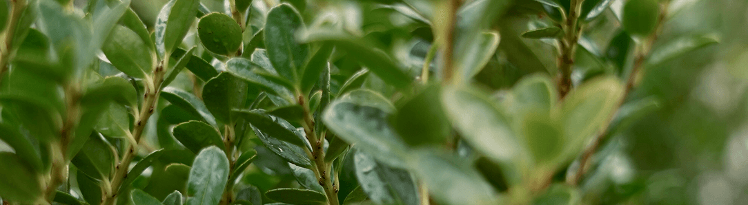 Hedging plants at Form Plants