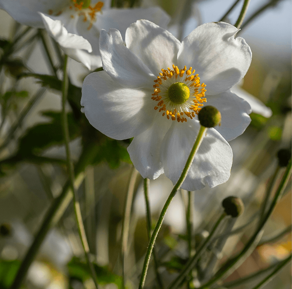Perennials and ornamental grasses at Form Plants