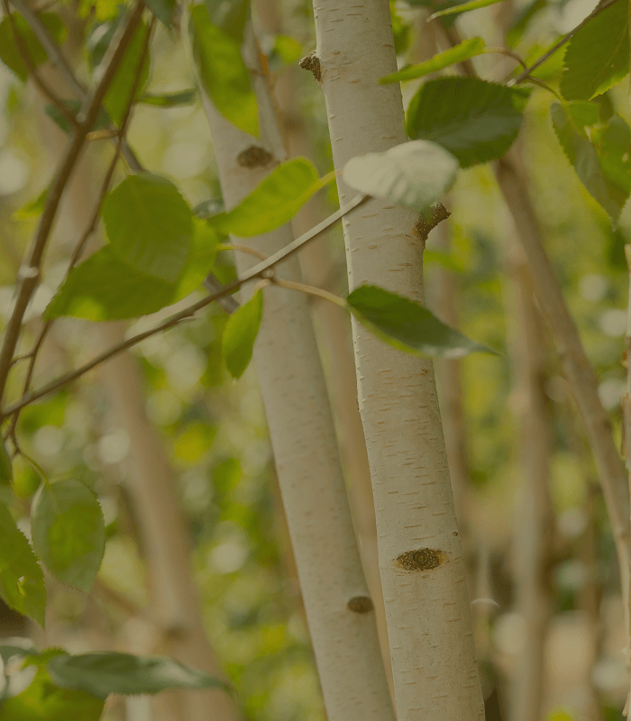 Birch trees at the Form Plants Row Town showroom