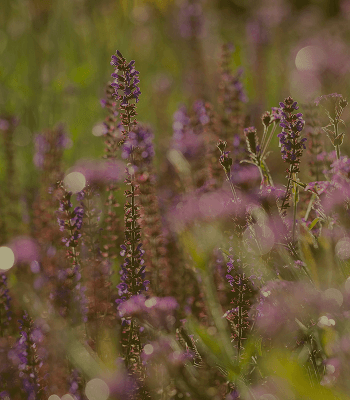 Perennials growing at Burrow Hill Nursery, Chobham