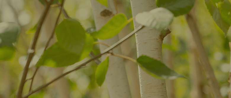 Birch trees at the Form Plants Row Town showroom