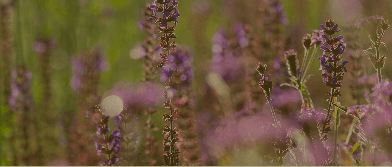 Perennials growing at Burrow Hill Nursery, Chobham