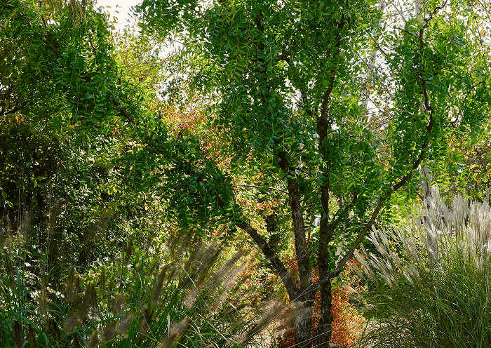 Specimen trees, topiary and shrubs grown at Form Plants