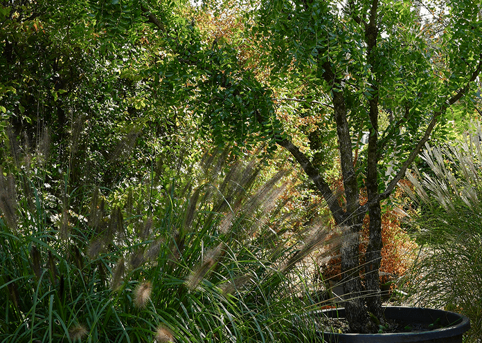 Ornamental grasses and specimen plants at the Form Plants nursery in Surrey