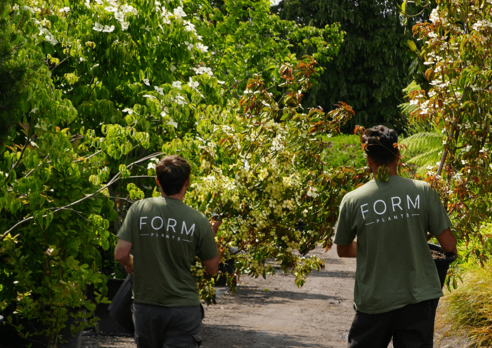 Hand-selected specimen trees at Form Plants