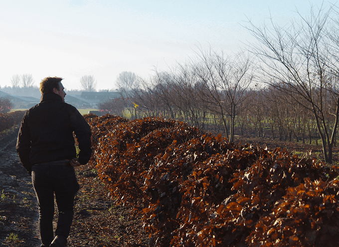 Trees growing in the field before arriving at Form Plants
