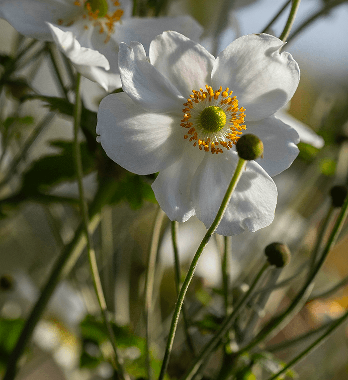 Perennials and ornamental grasses at Form Plants