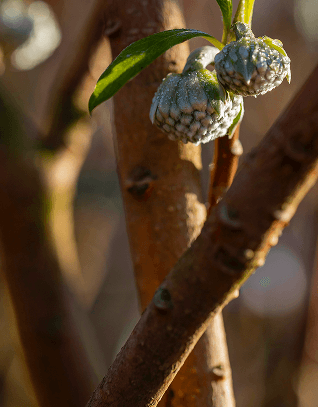 Shrubs at Form Plants