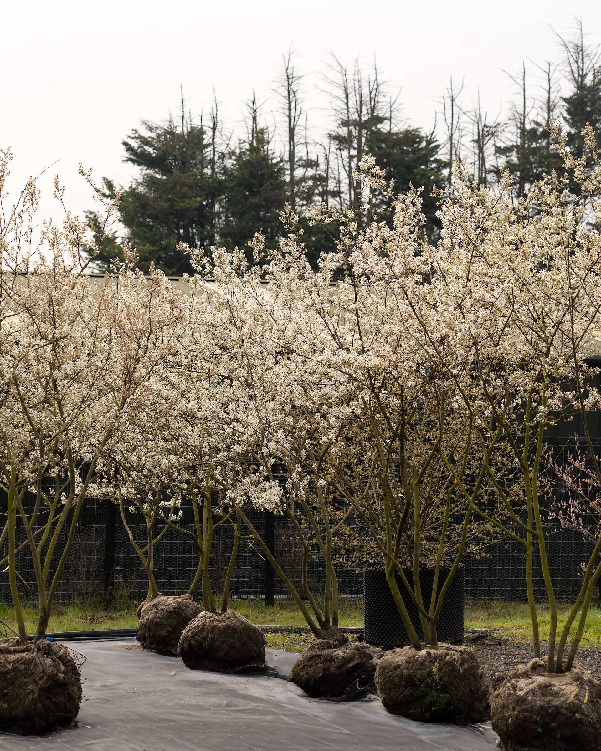 The best trees for small gardens